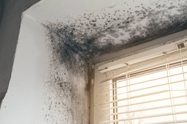 Affordable Mold Removal solutions in Lowell, MA
